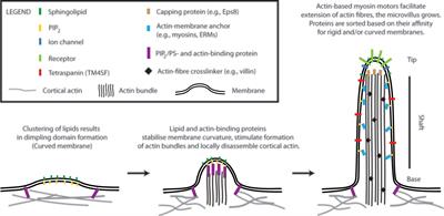 Role of Lipids in Morphogenesis of T-Cell Microvilli